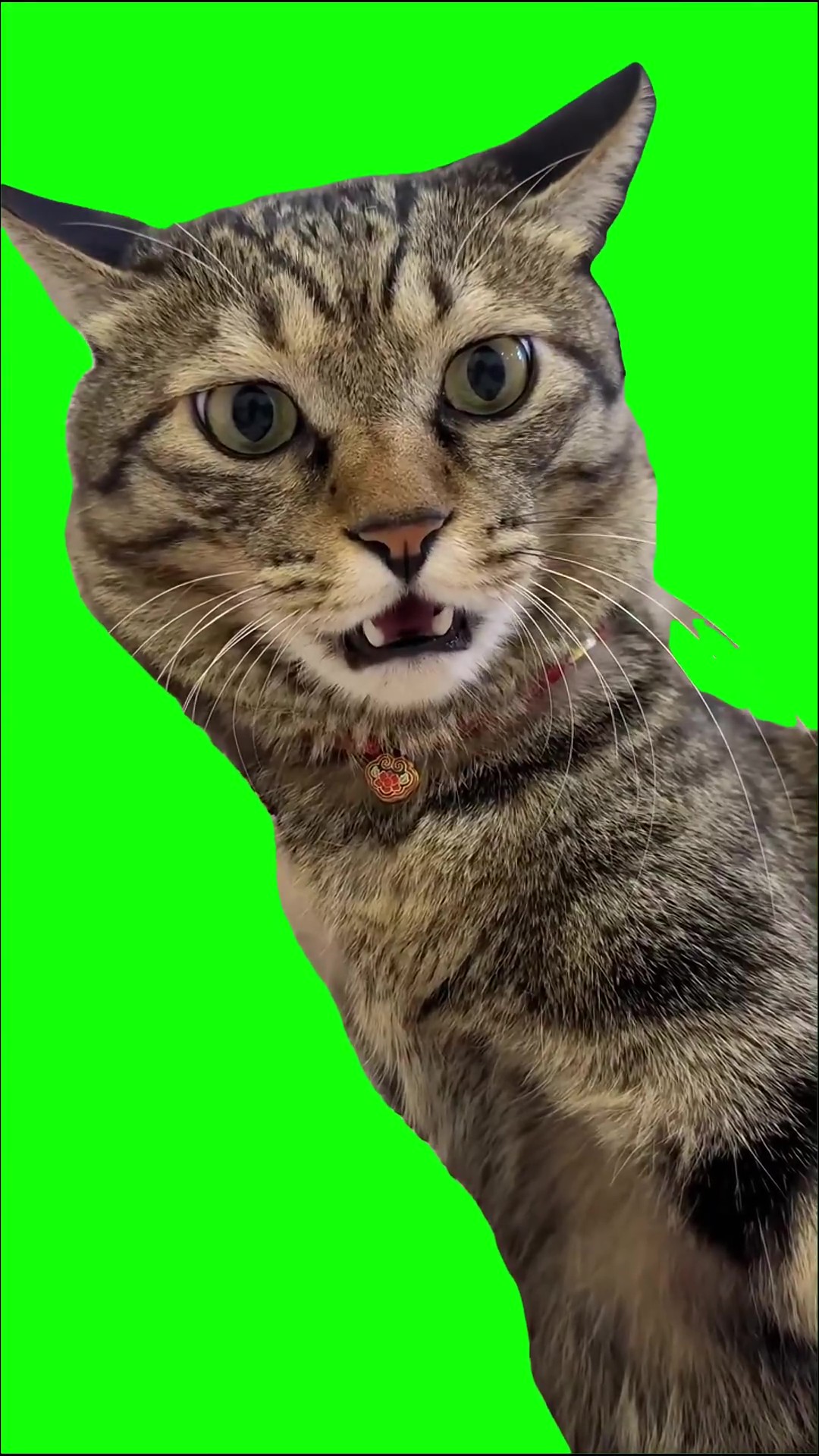 Cat Alarm Activated 