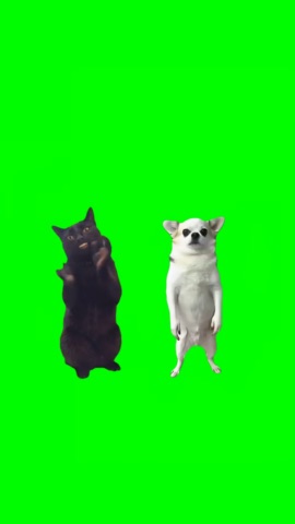 Cat And Dog Clapping green screen