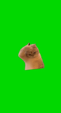 Cat Asking To Cut green screen