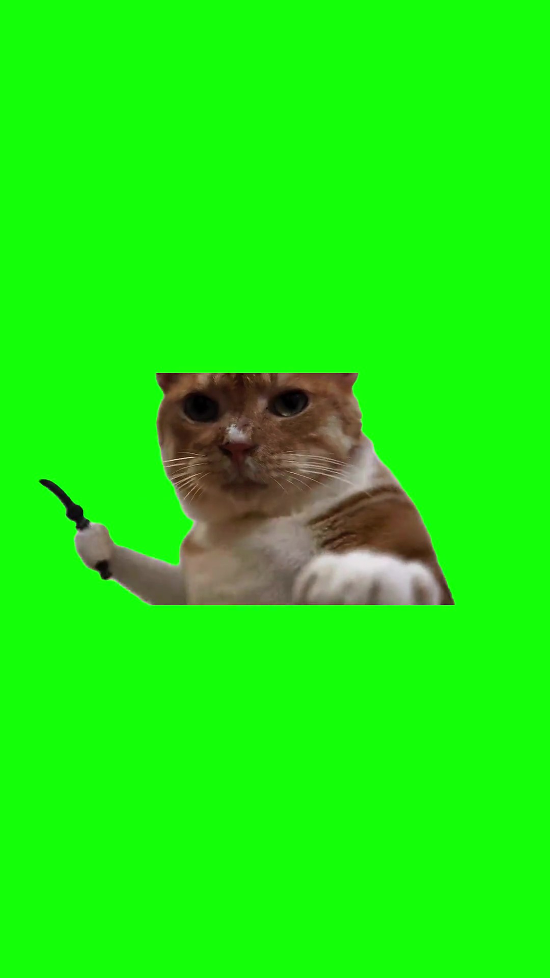 Cat Attack Whip