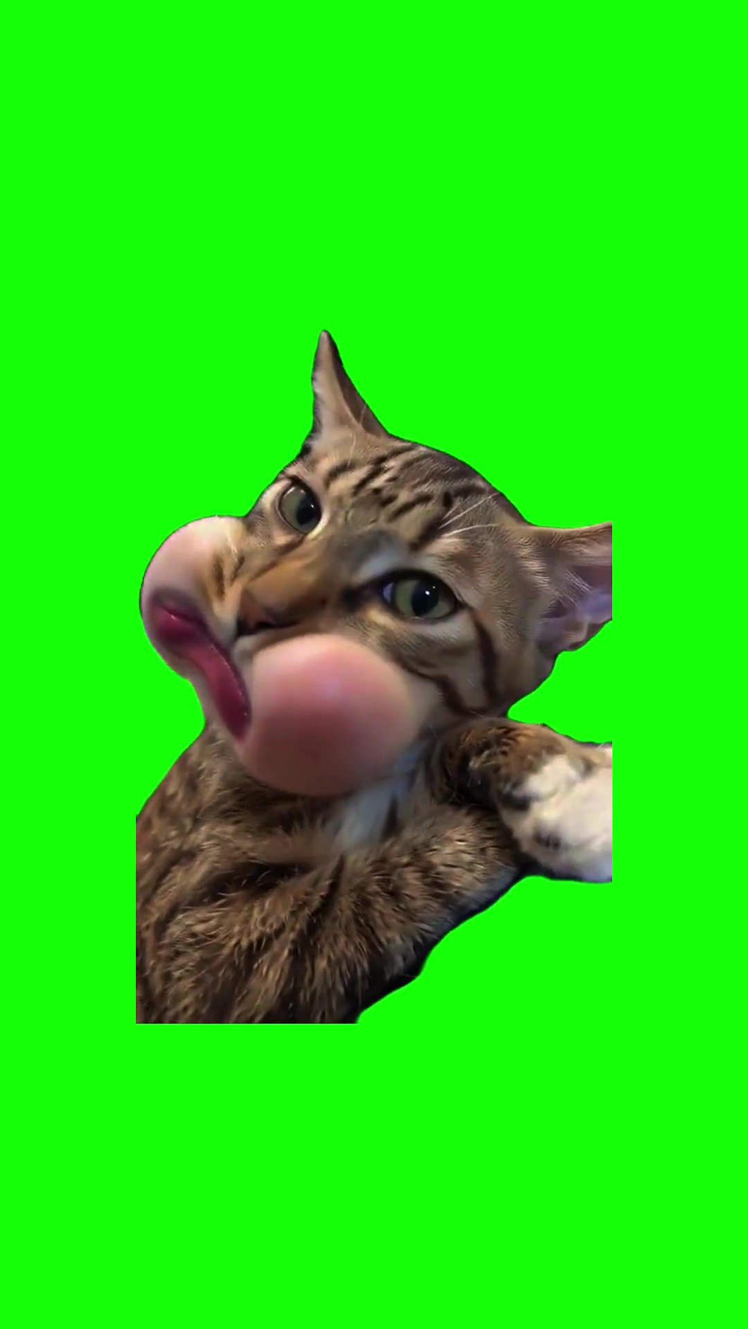 Cat Buble Laughing