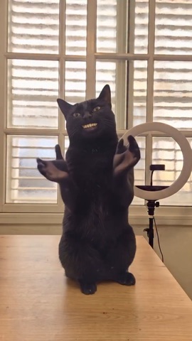 Cat Claps And Disappears green screen