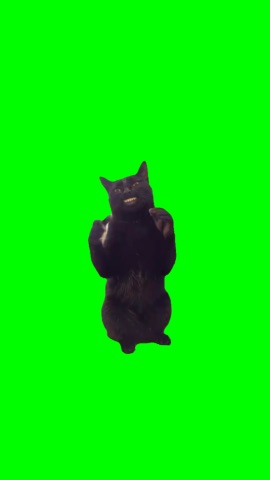 Cat Claps Disappears Peace Out green screen