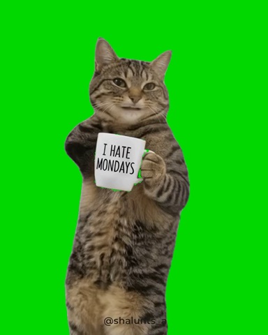 Cat Dancing To I Like Long Hair Big Bone green screen