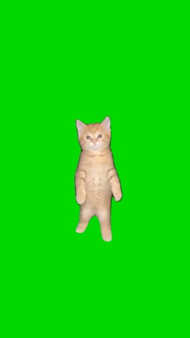 Cat Dancing To laitada green screen