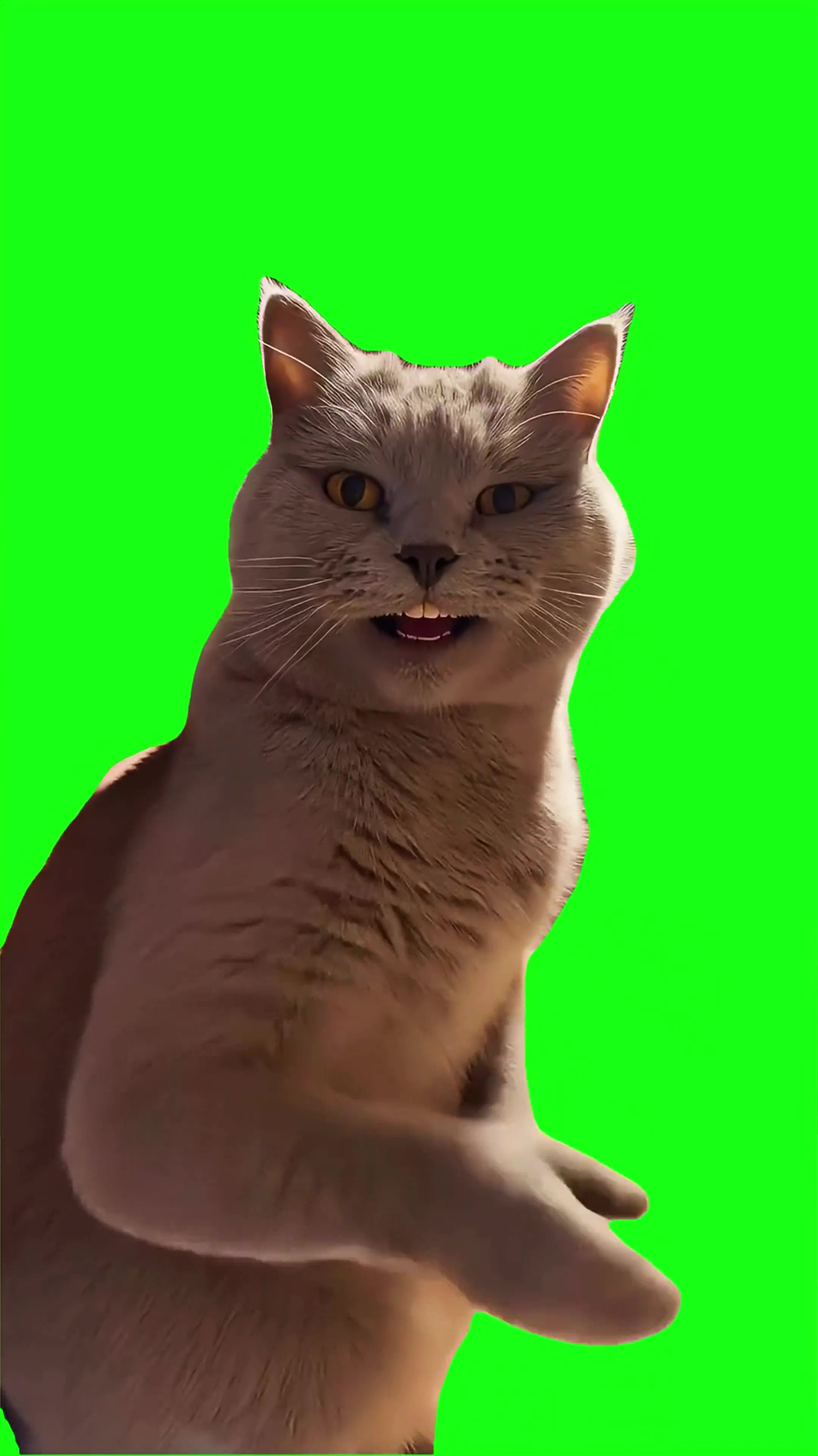 Cat Dancing