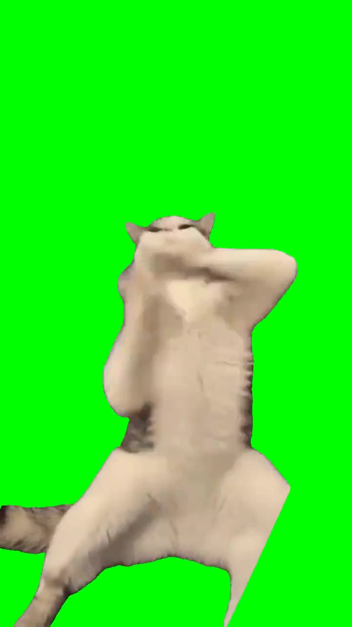 Cat Dancing