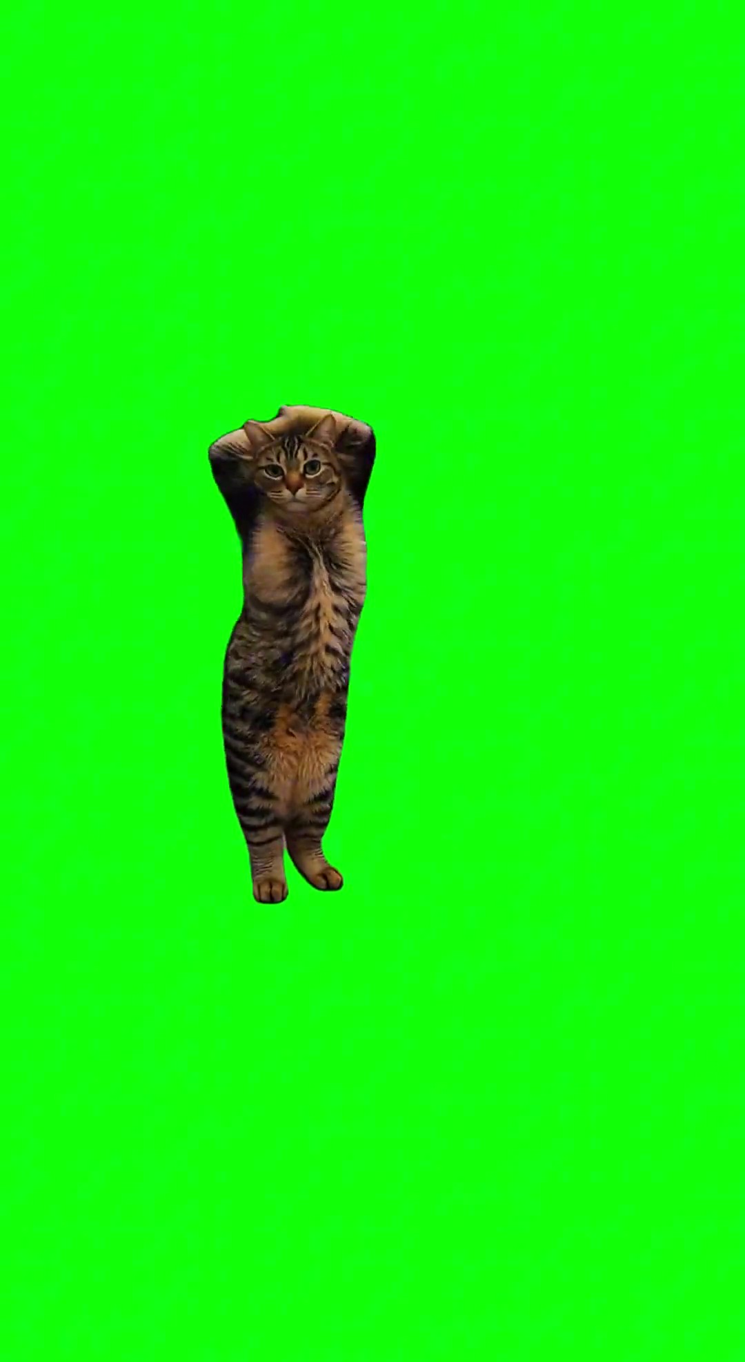 Cat Dancing to Ukrainian Song Ananasy Banany