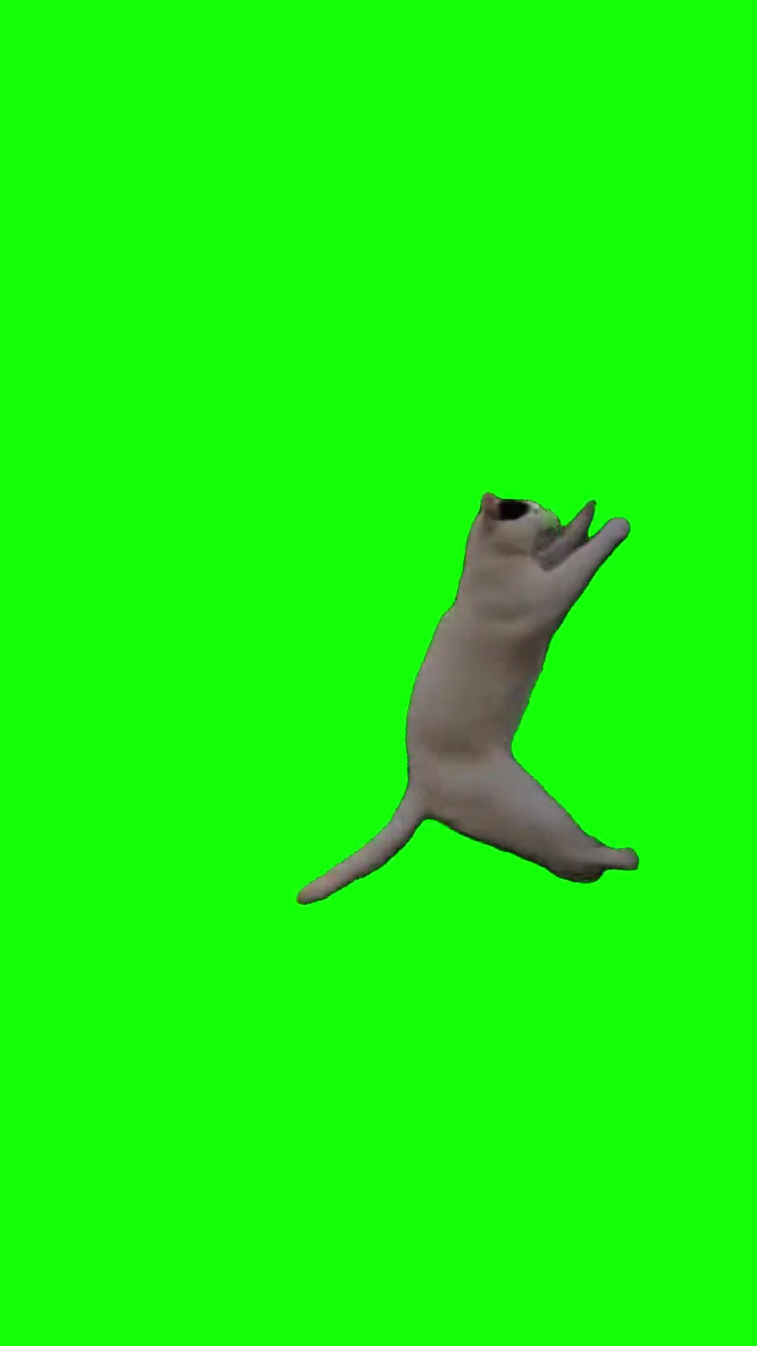 Cat Does a Flip green screen