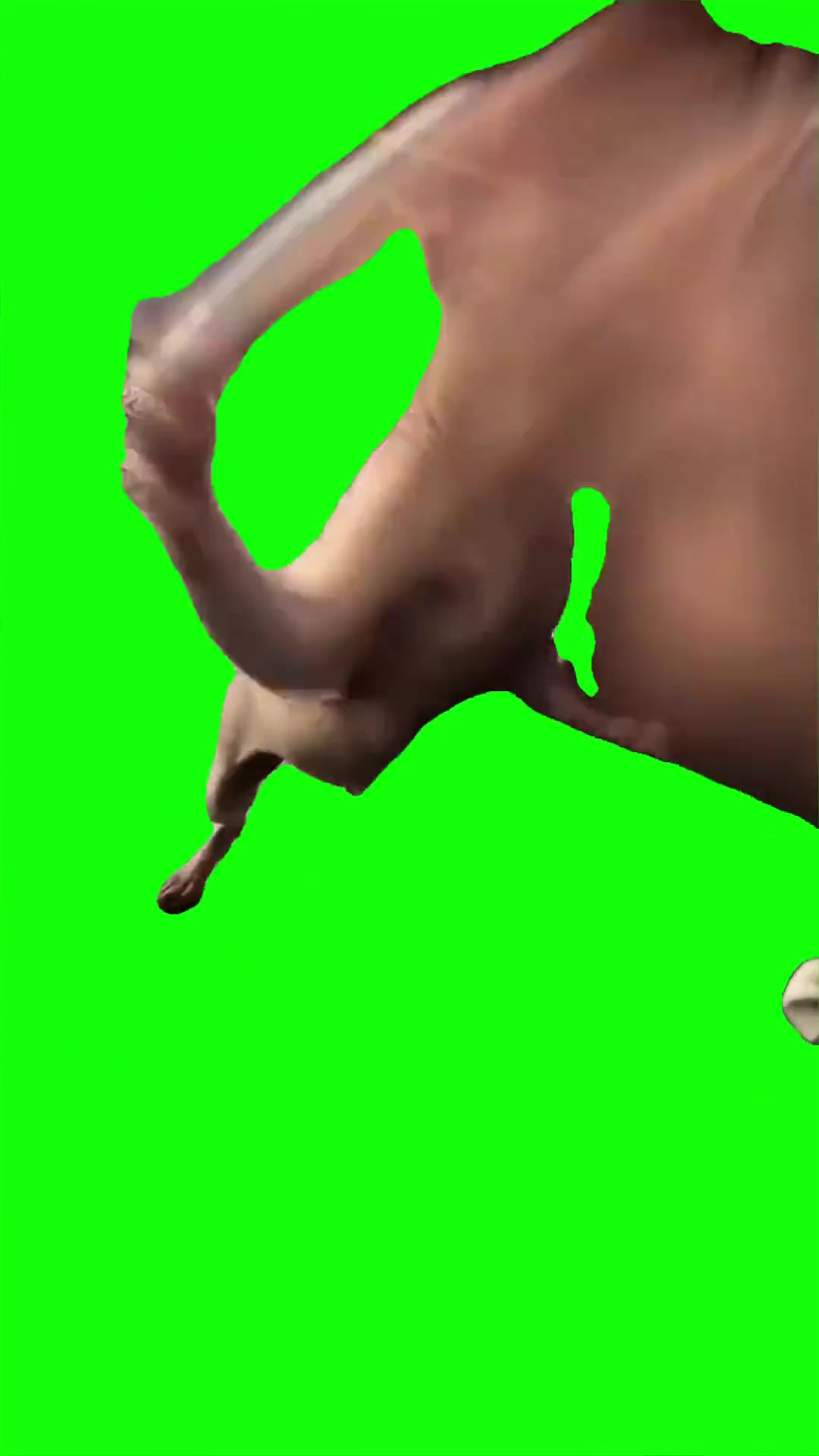 Cat Fights A Hand green screen