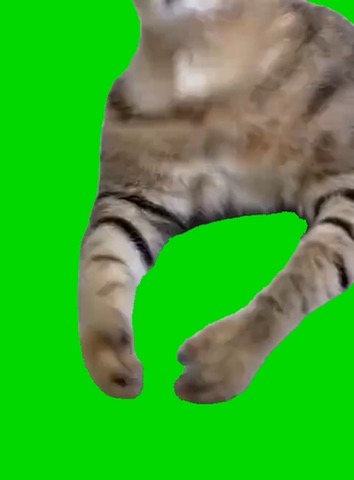Cat Laughing Hard green screen
