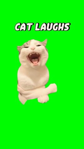Cat Laughs Hysterical green screen
