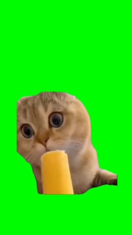 Cat Licking Ice Cream green screen