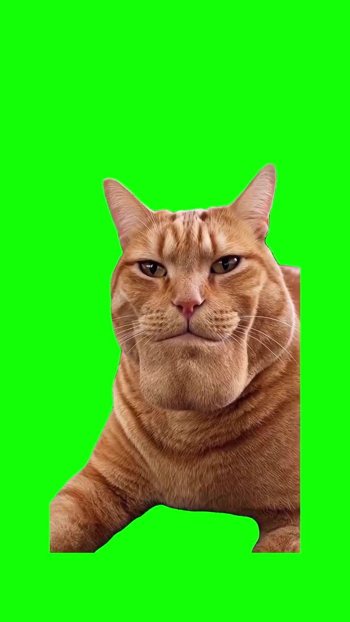 Cat Mewing