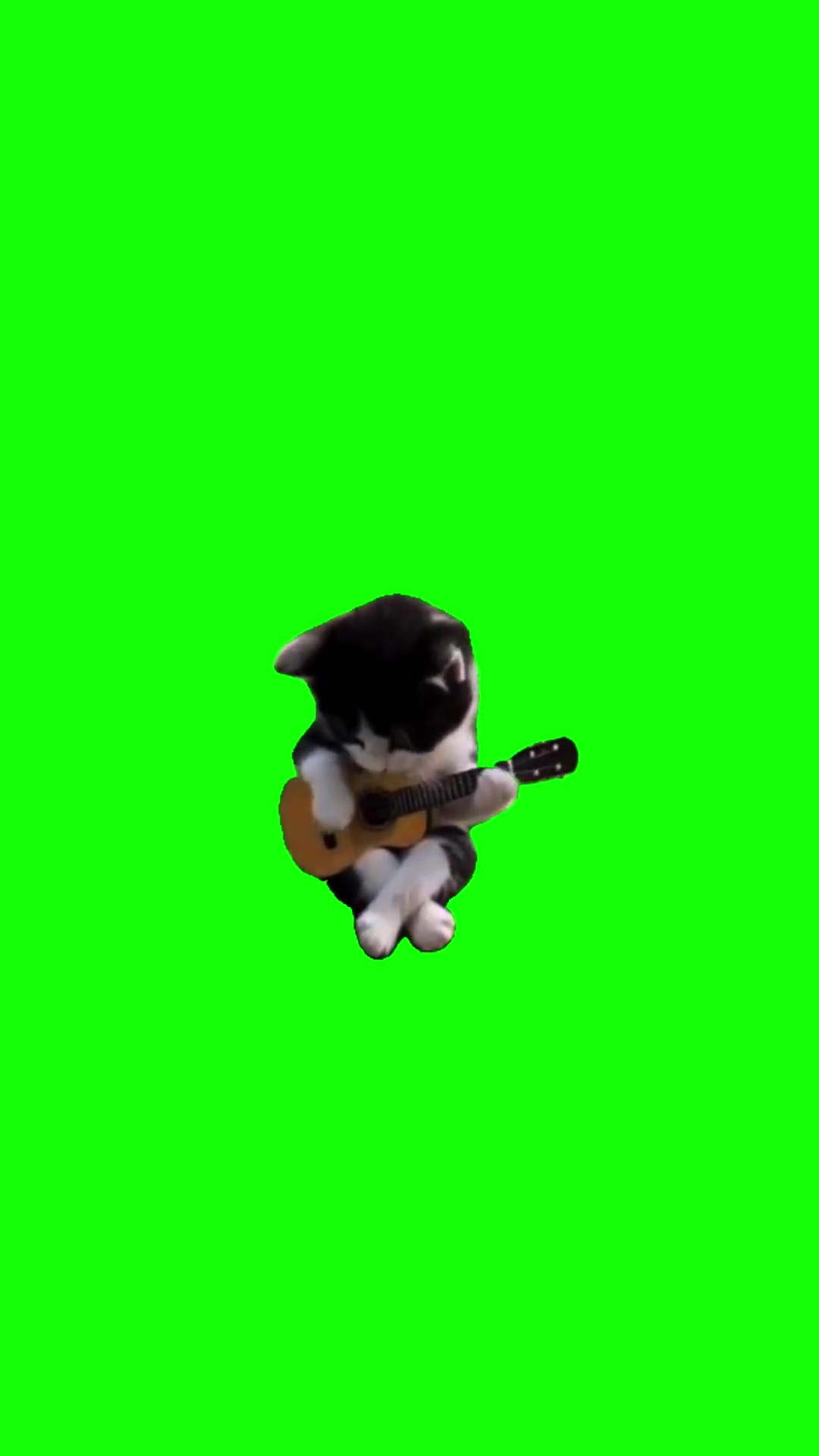 Cat Playing Guitar