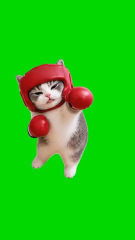 Cat Punching green screen