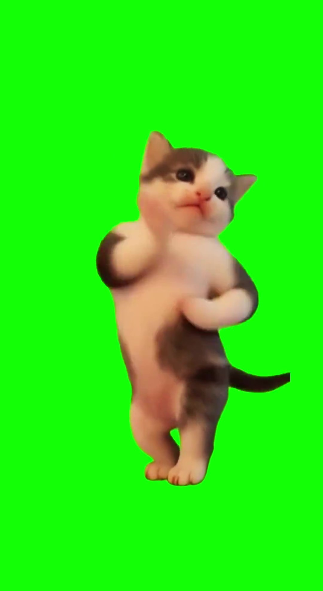 Cat Scuba is dancing to Dracula