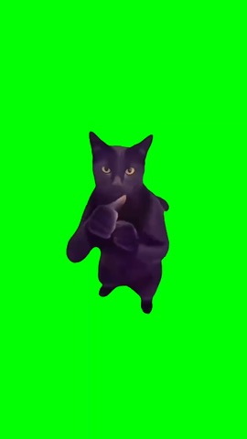 Cat Shakes Dogs Hand