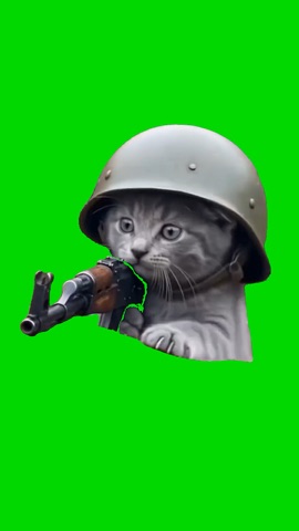 Cat Shoots An Ak green screen