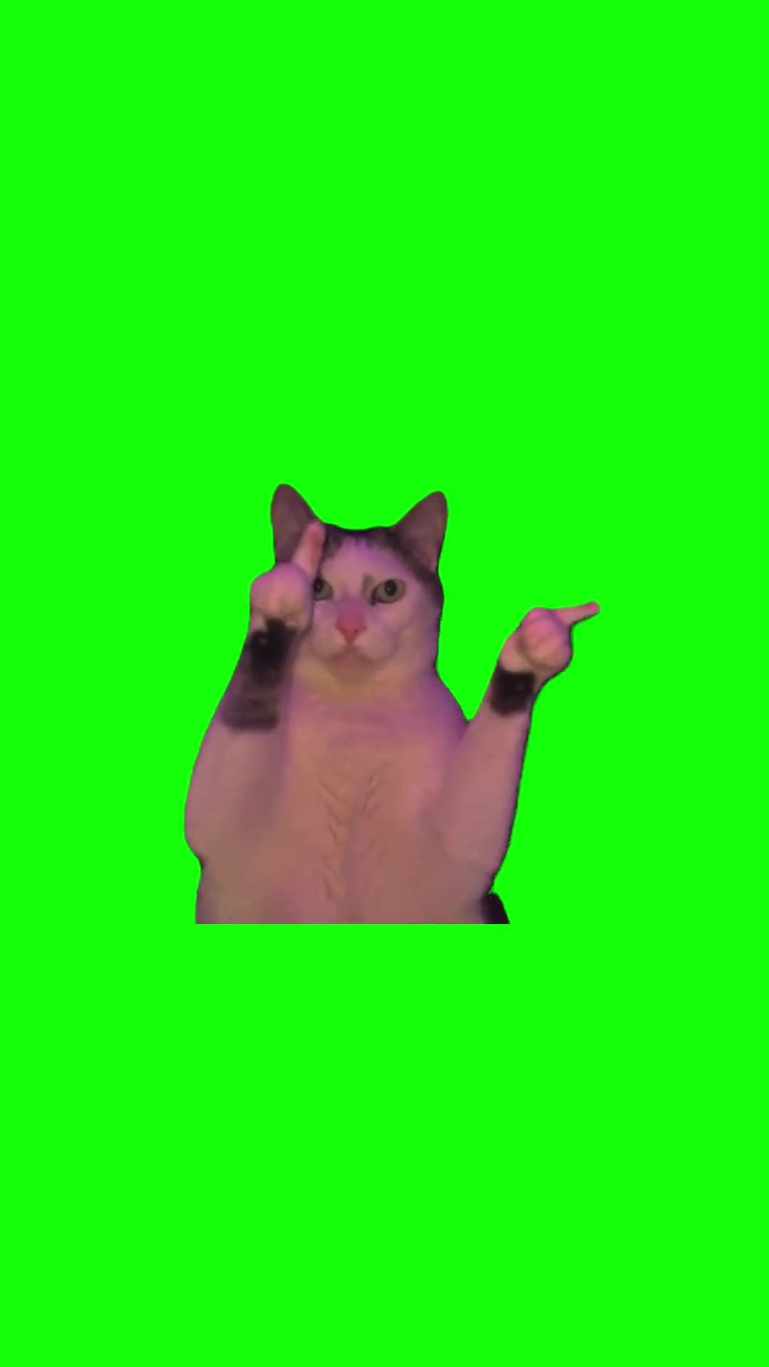 Cat Showing Middle Finger Tik Tak  green screen