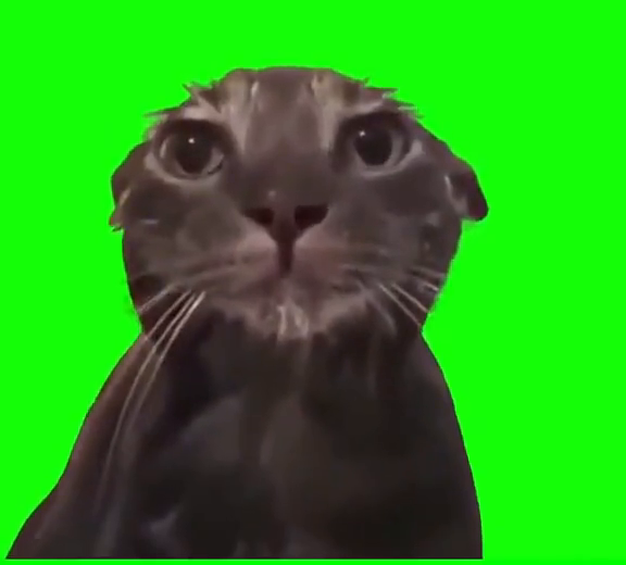 Cat Taking Shower green screen