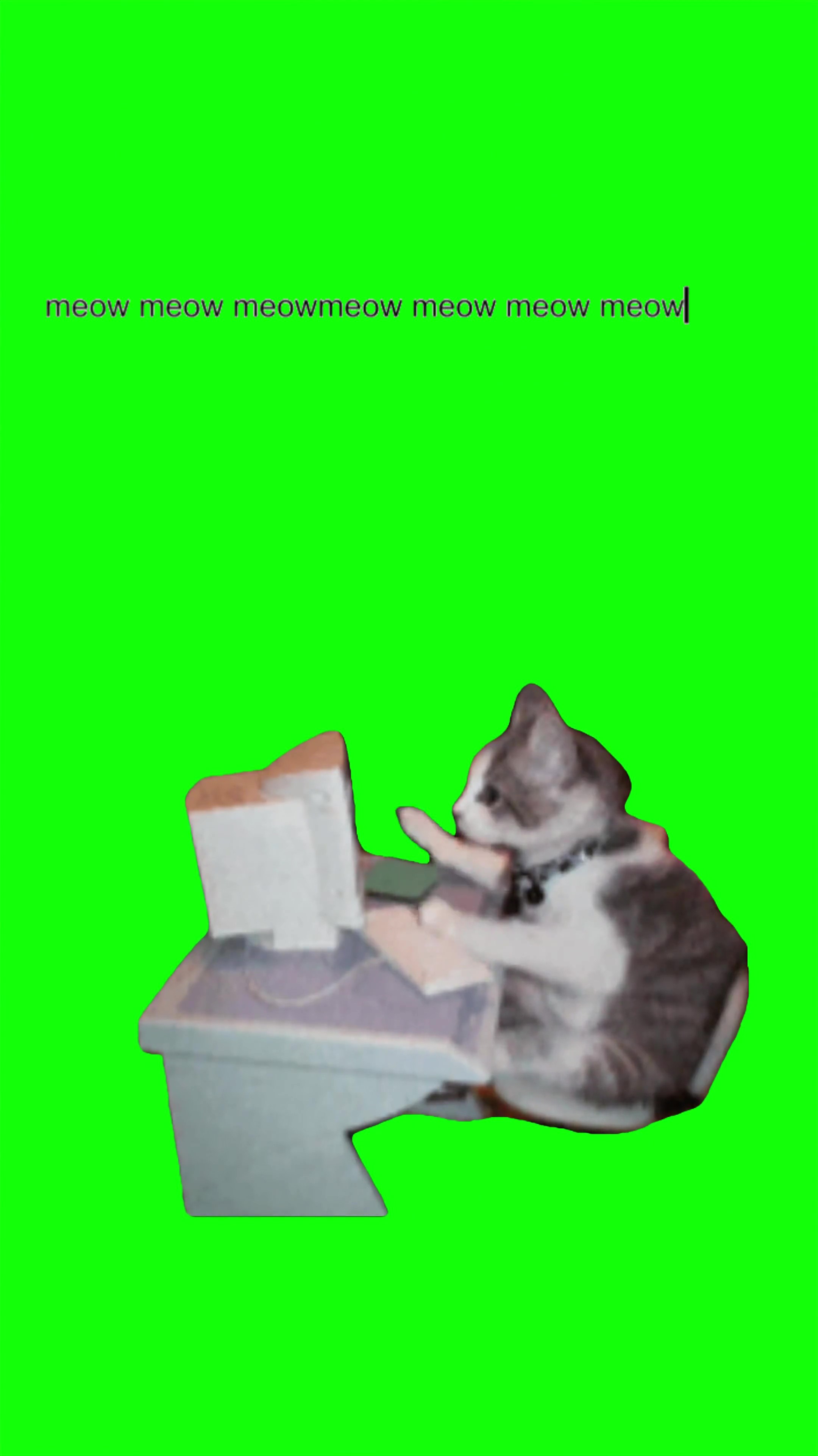 Cat Typing Meowmeow green screen
