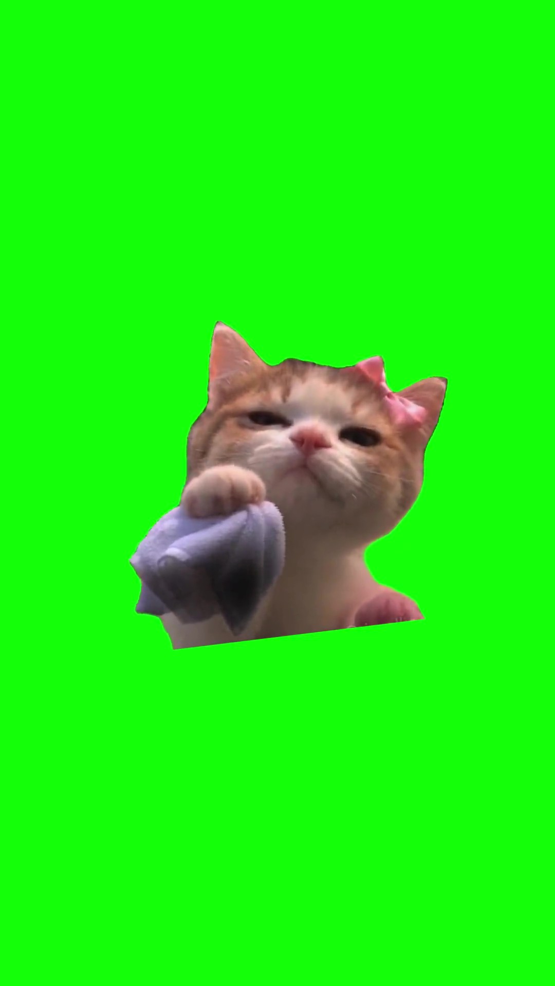 Cat Wiping Car Window green screen