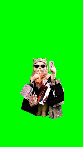Hit the Quan Cat Green Screen – Free Download & Online Editor