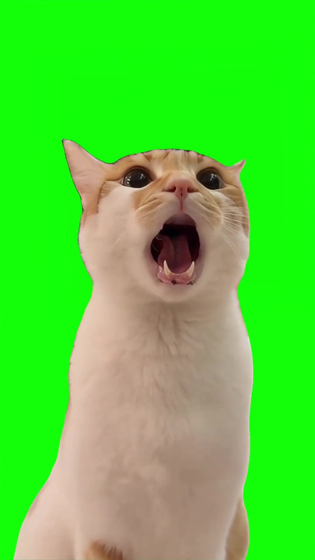 Cat Yelling green screen