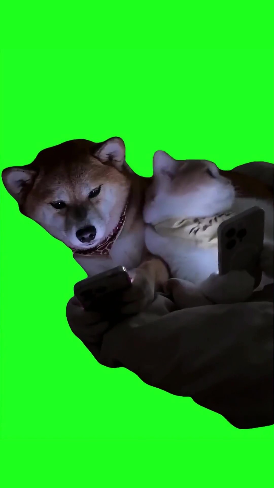 Cat and dog hiding phones green screen