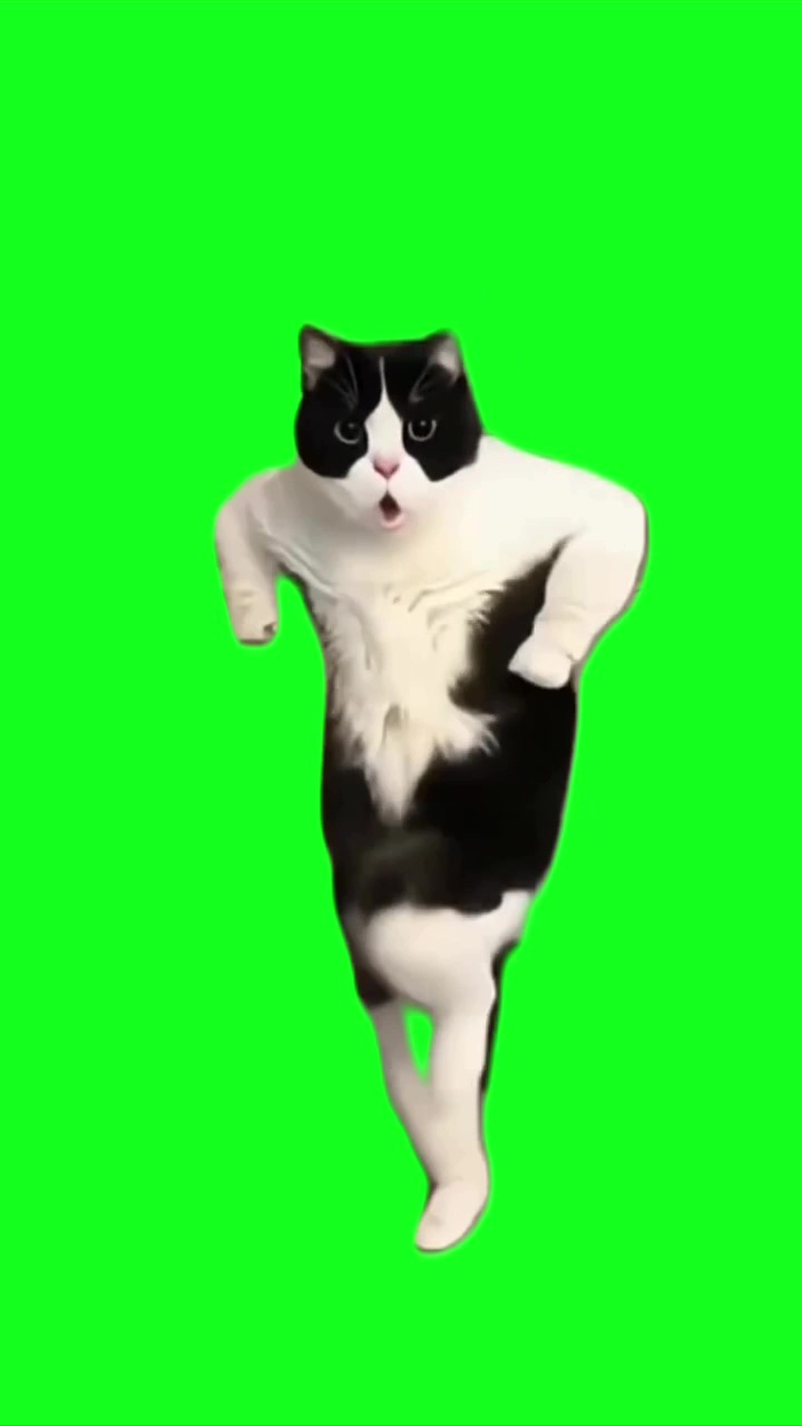 Cat asian dancing green screen