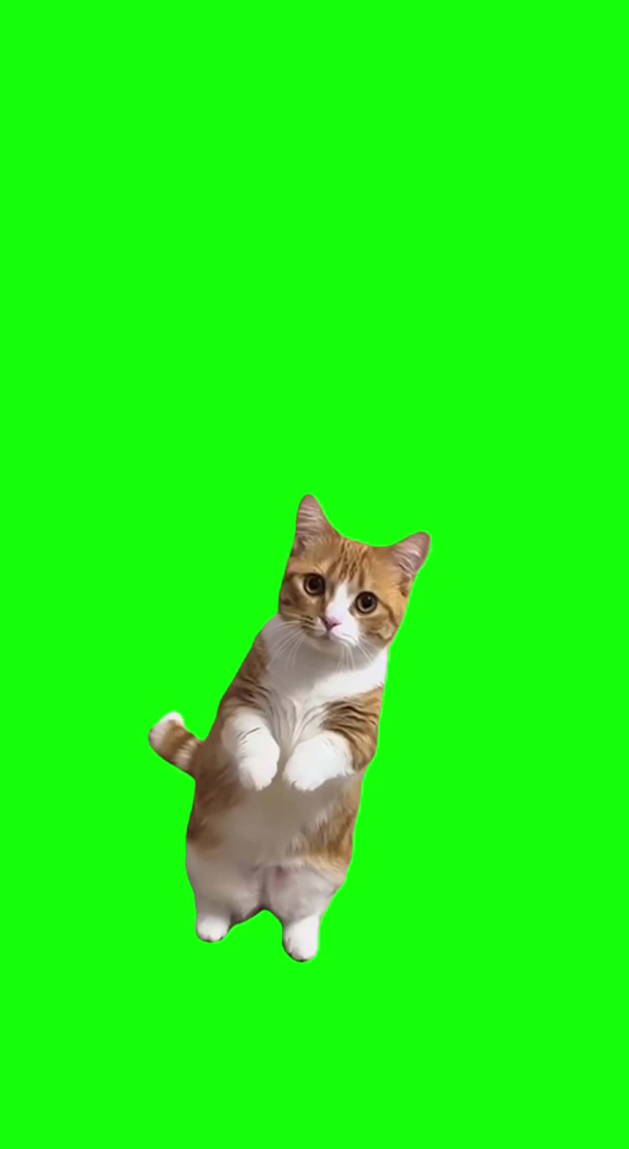 Cat begging  green screen