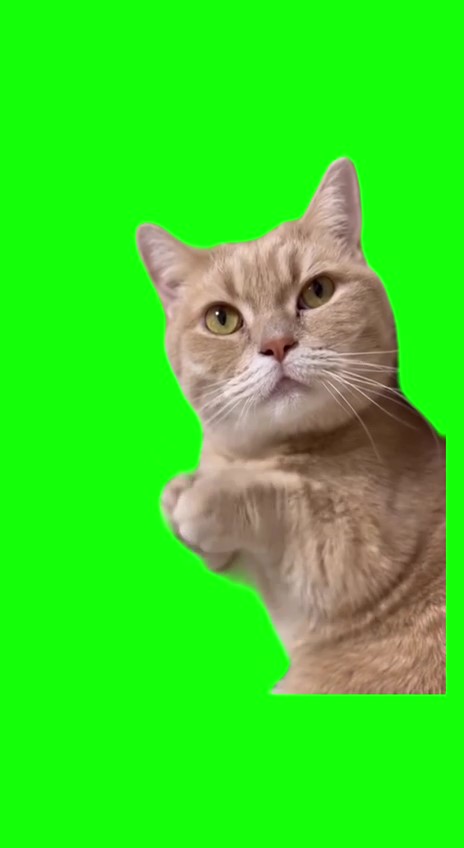 Cat begging green screen