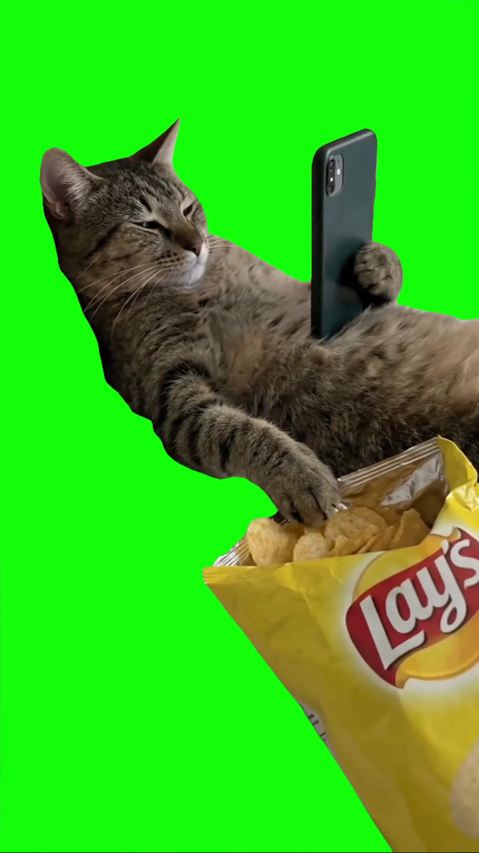 Cat chilling eating chips green screen