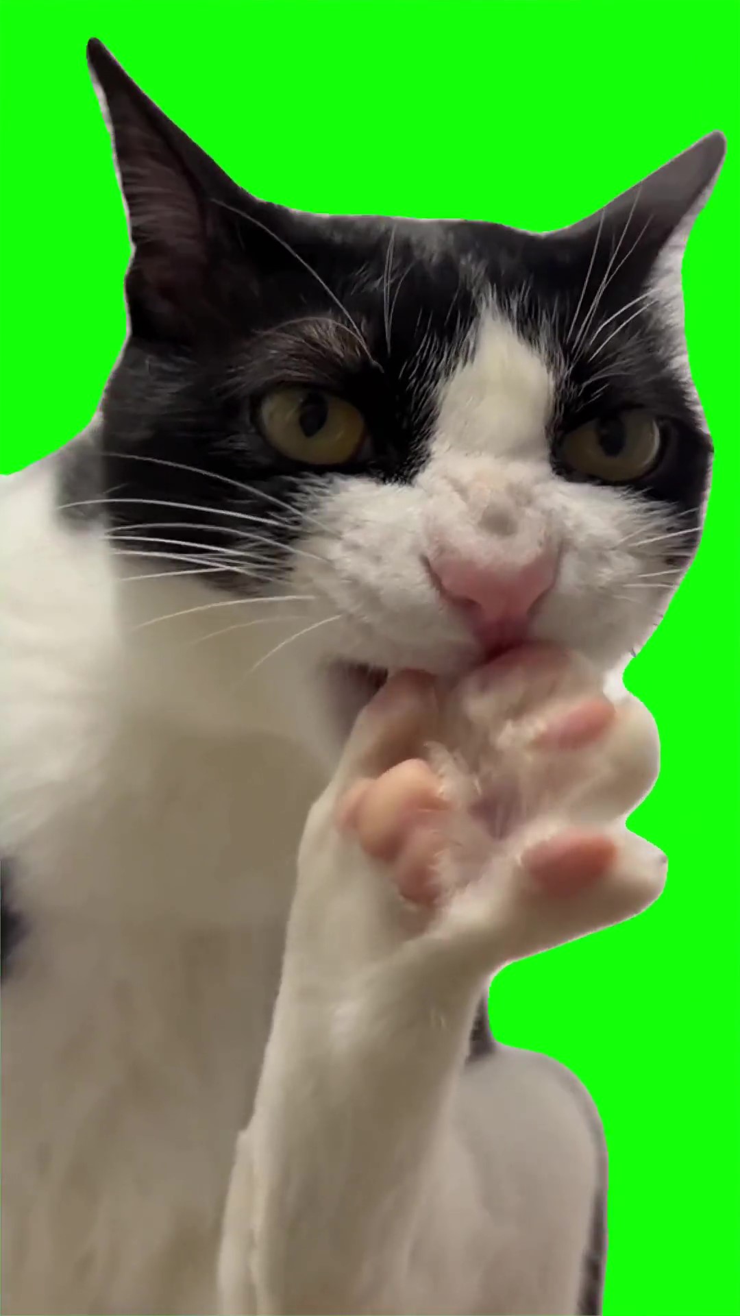 Cat cleaning himself  green screen