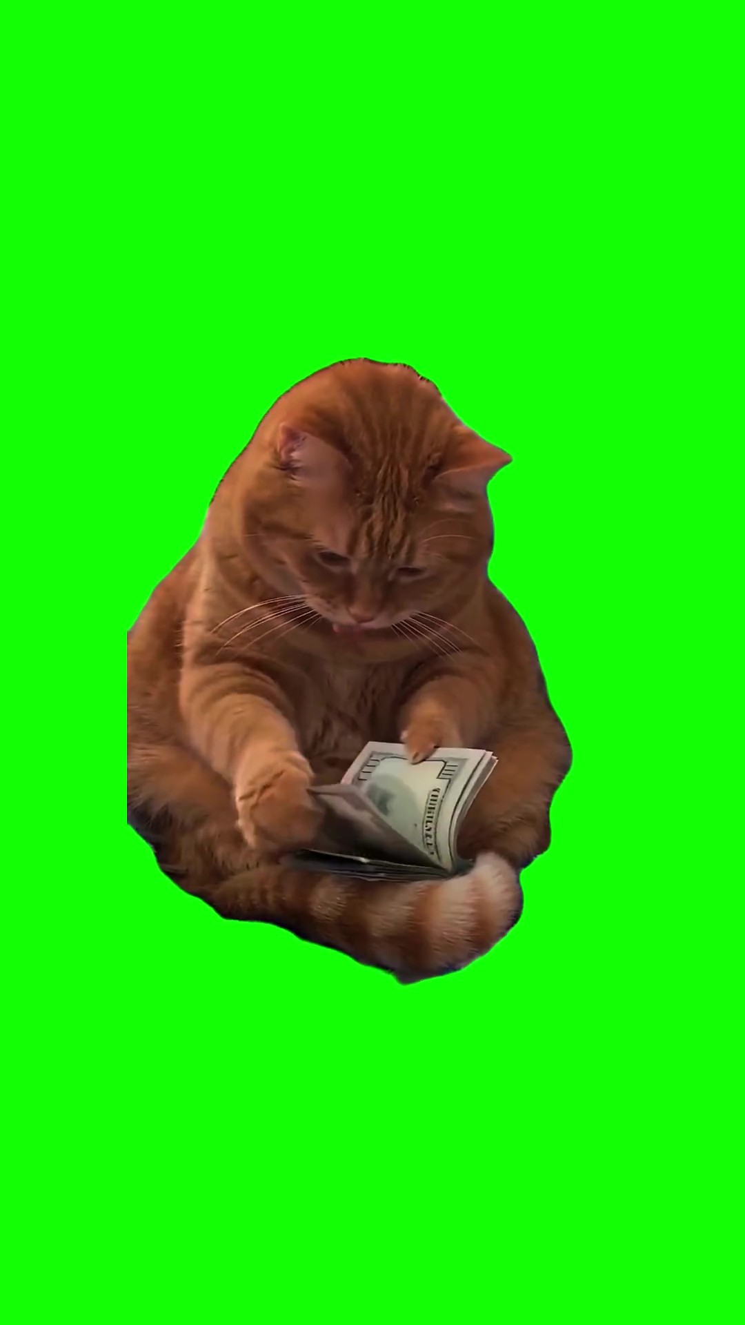 Cat counts money green screen
