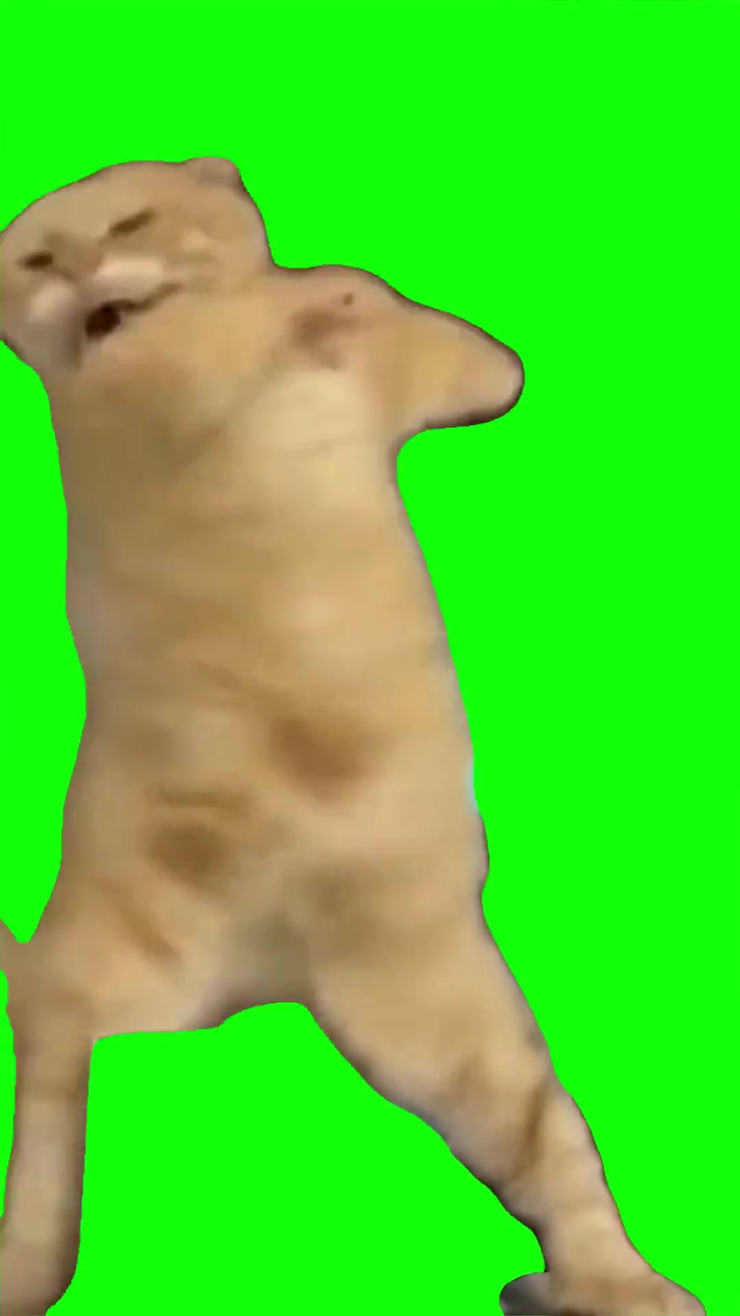 Cat crazy dancing green screen