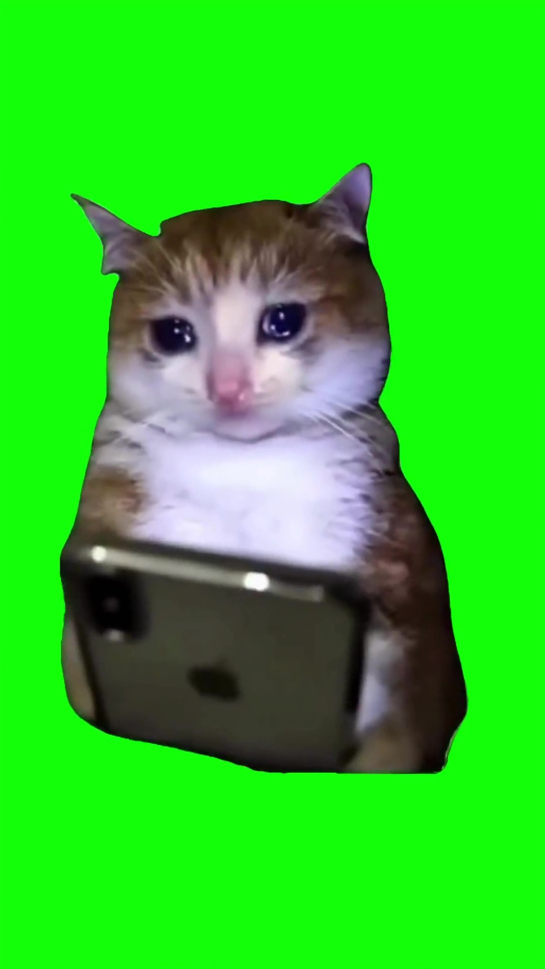 Cat crying with a phone  green screen