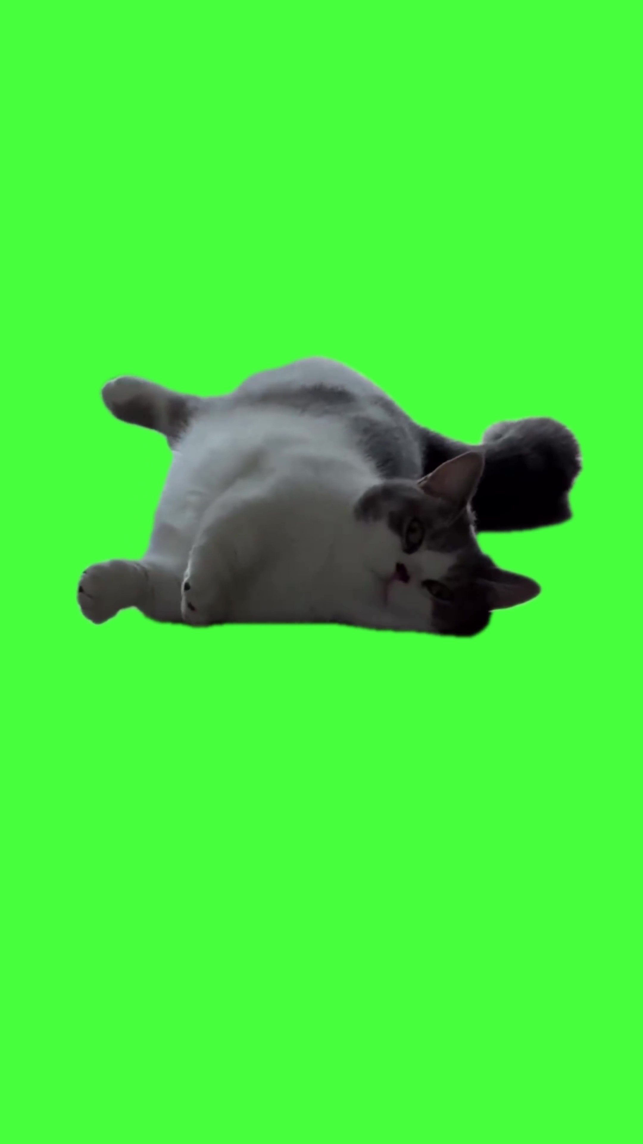 Cat cute yawn green screen