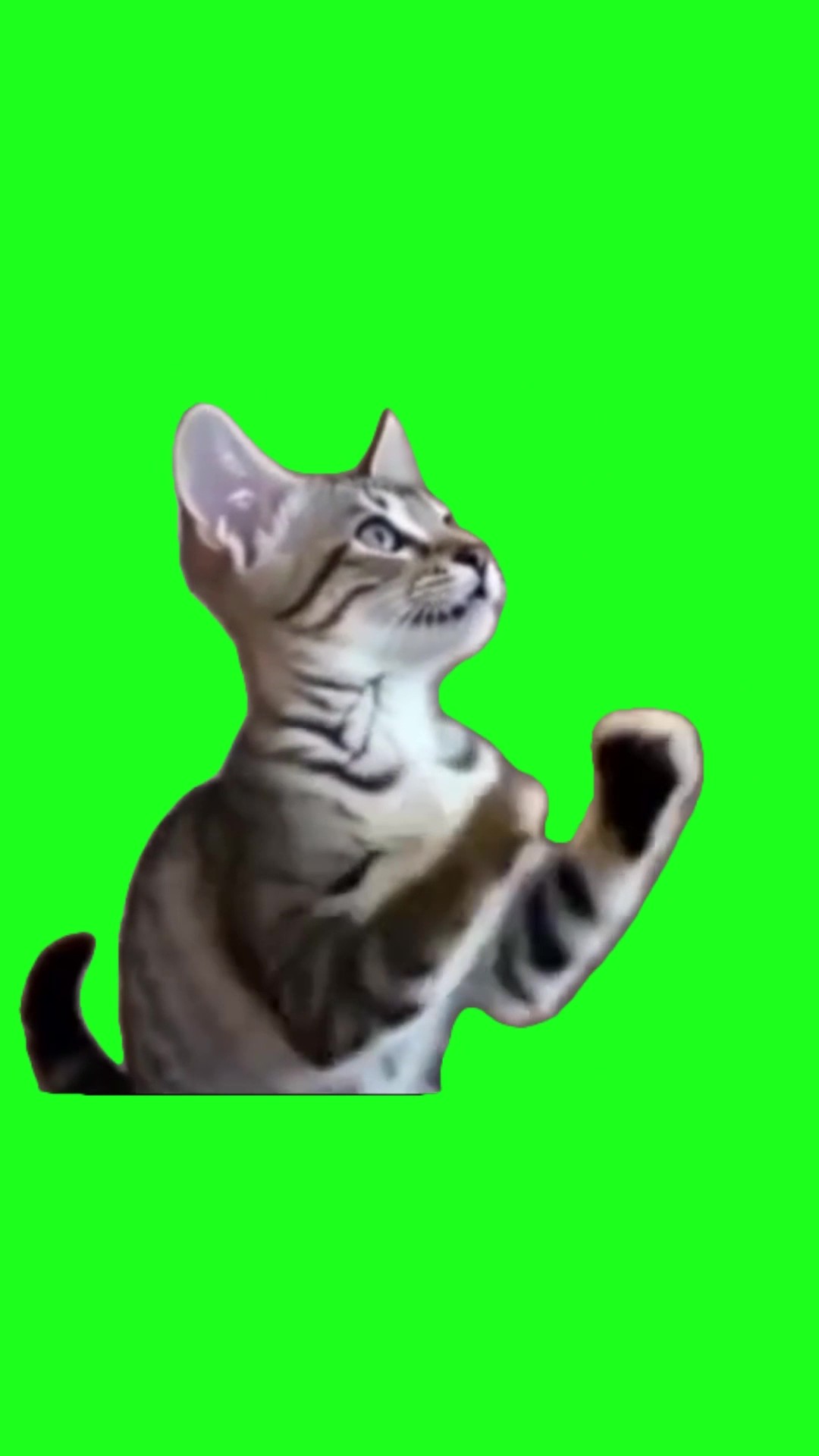 Cat dancing green screen