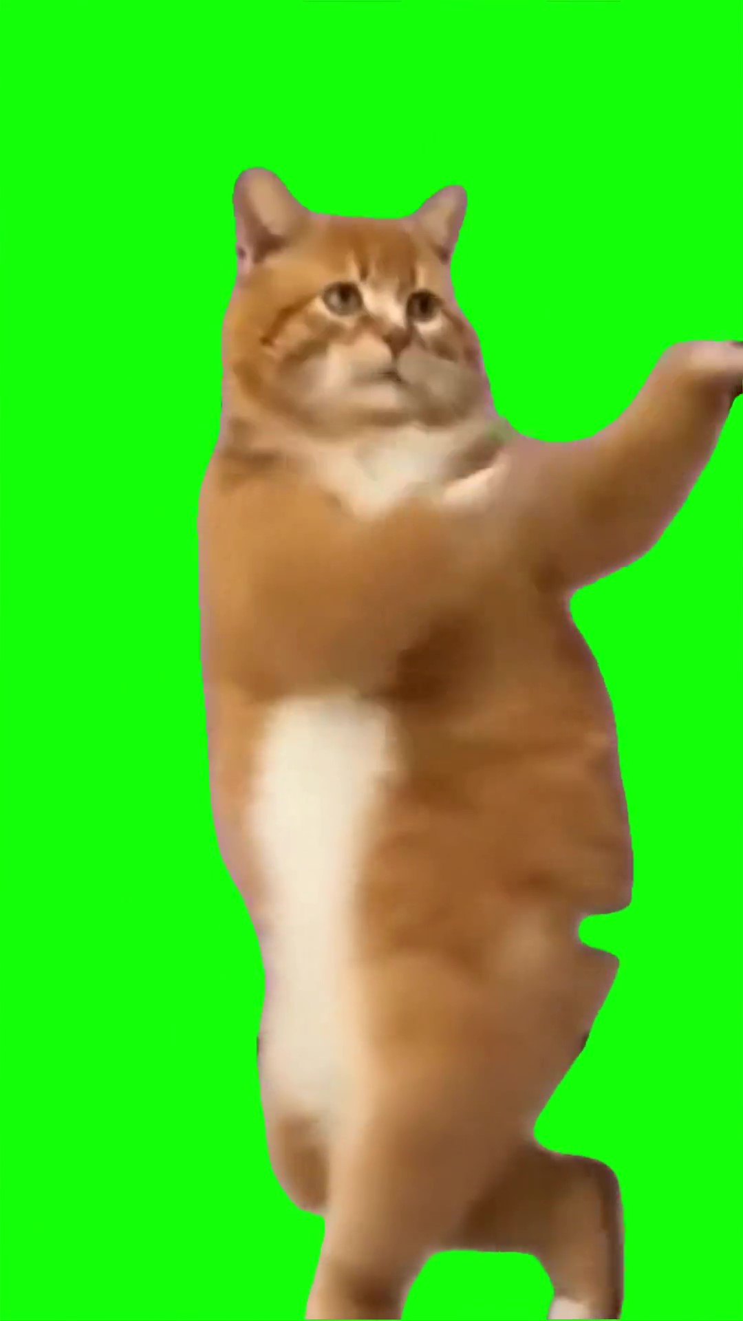 Cat dancing phonk green screen