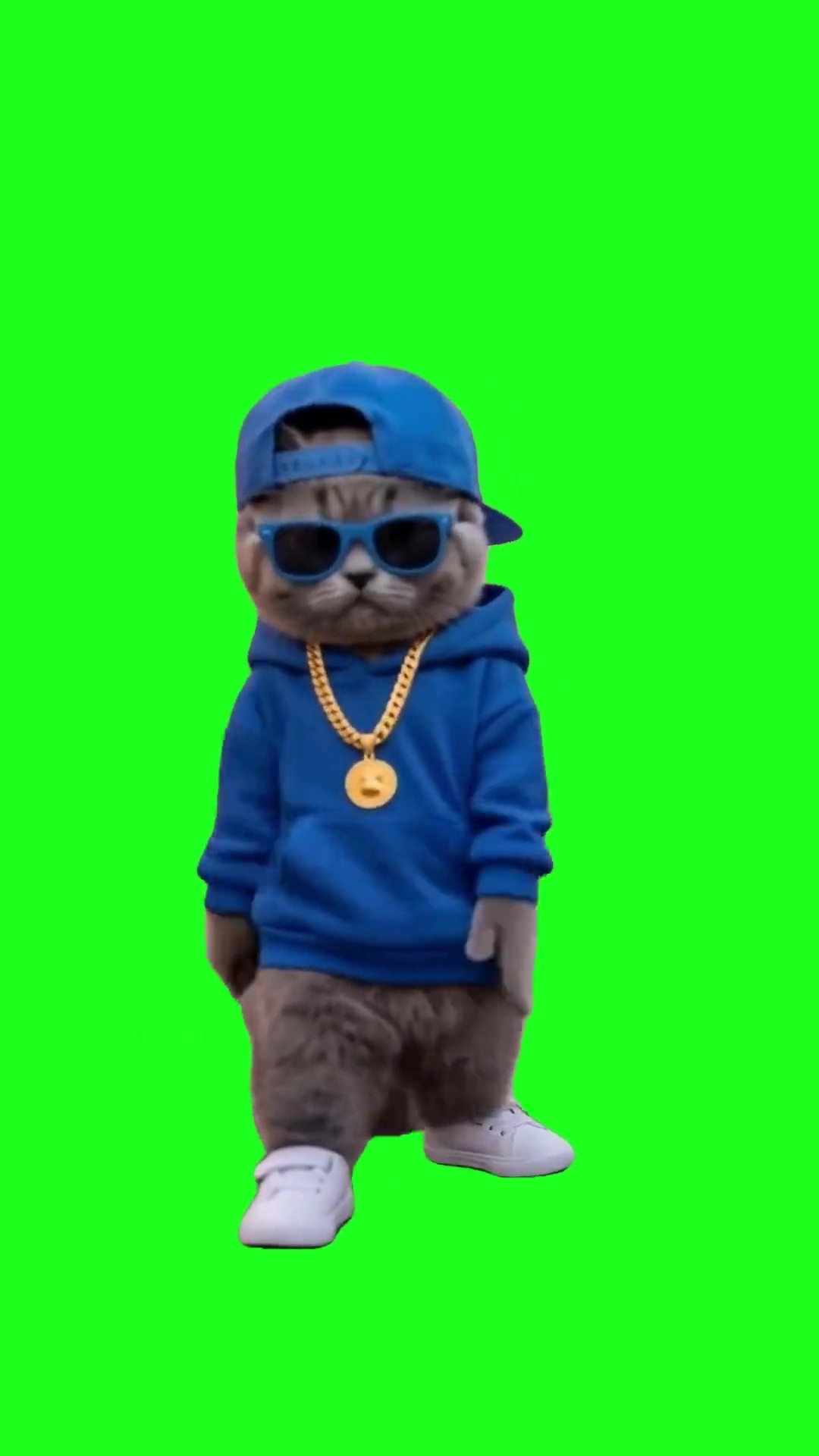 Cat dancing green screen