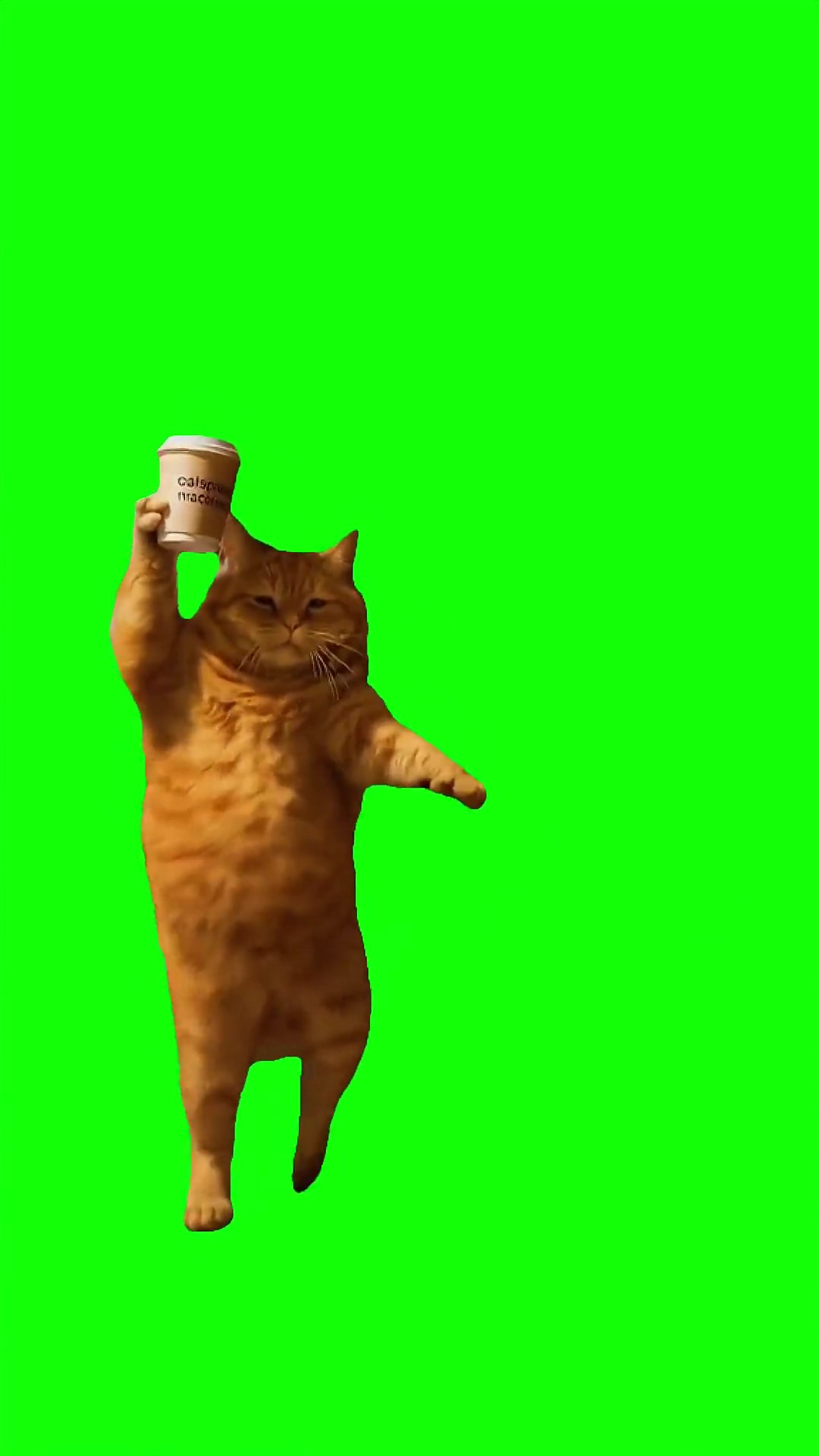 Cat dancing with coffee green screen