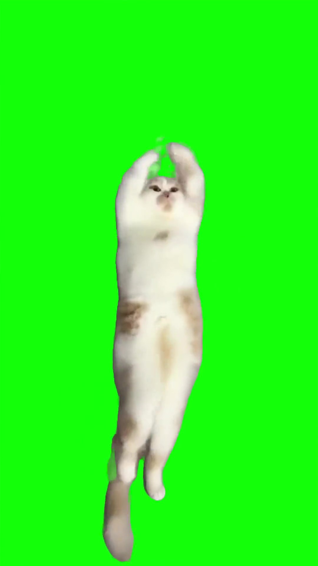 Cat diva Dance