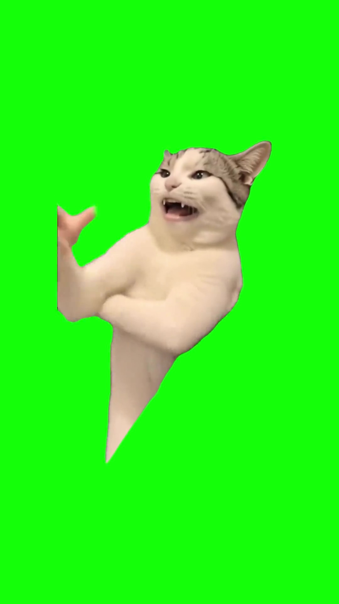 Cat doing armpit farts green screen