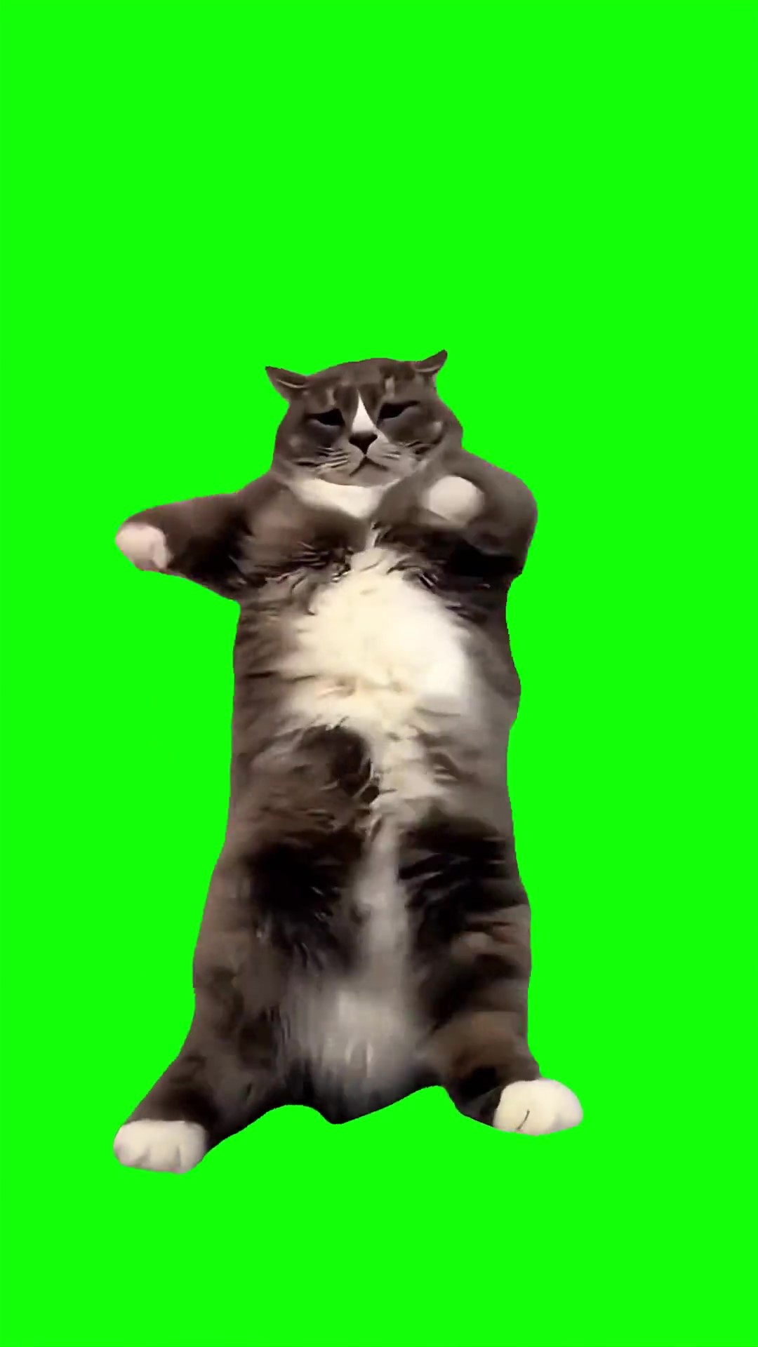 Cat doing horn dancing green screen