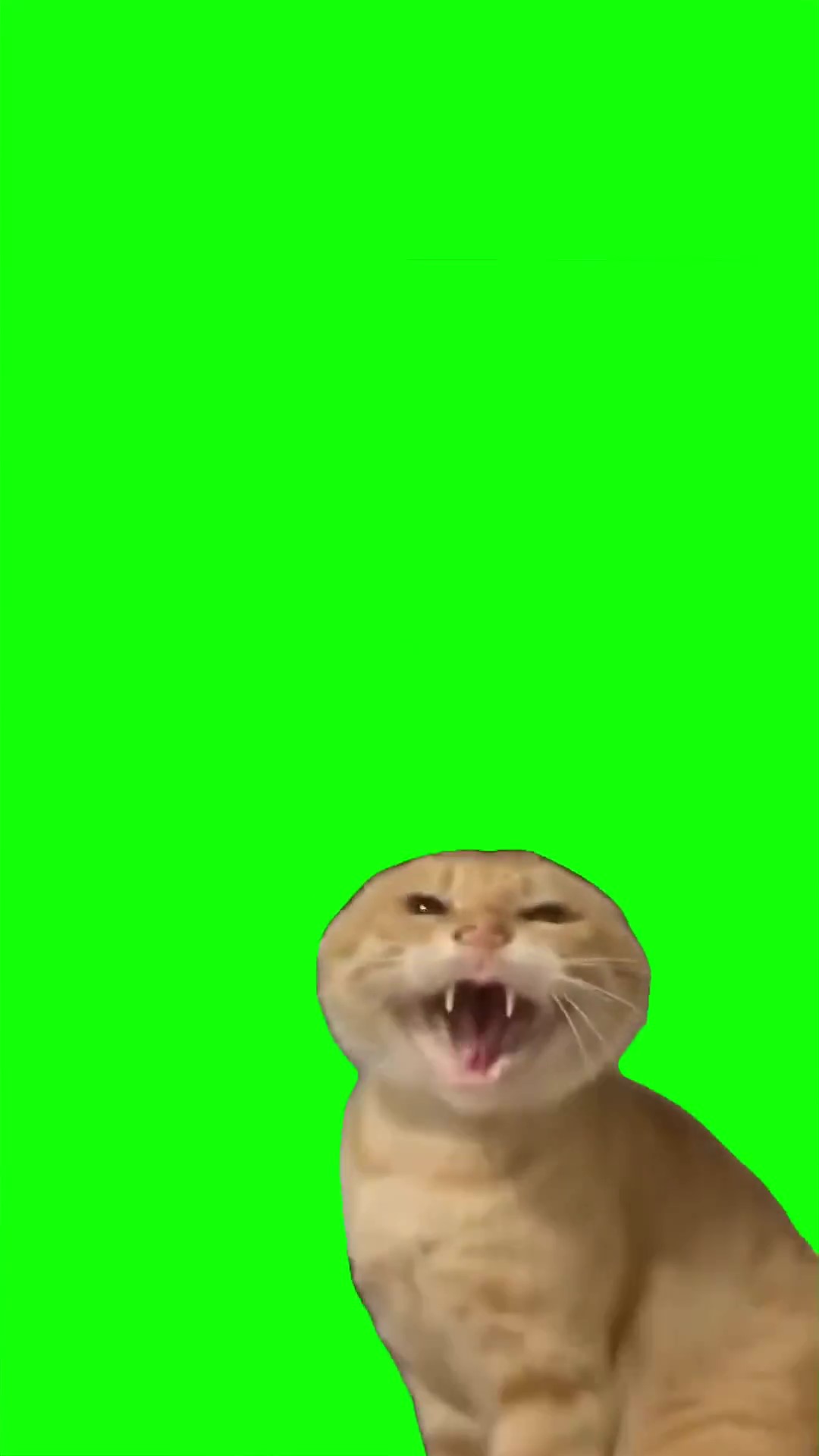 Cat doing kung fu green screen