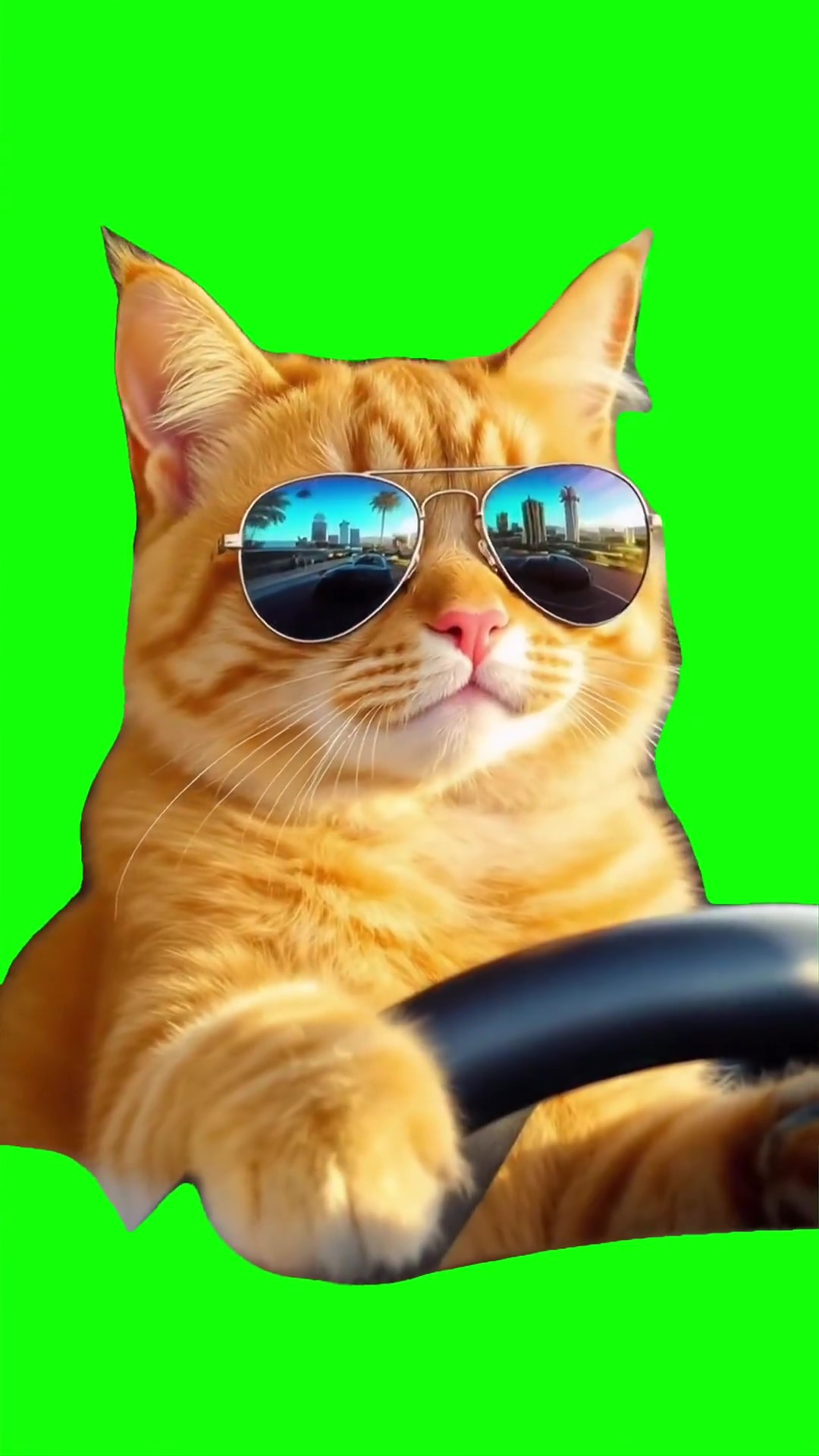 Cat driving green screen