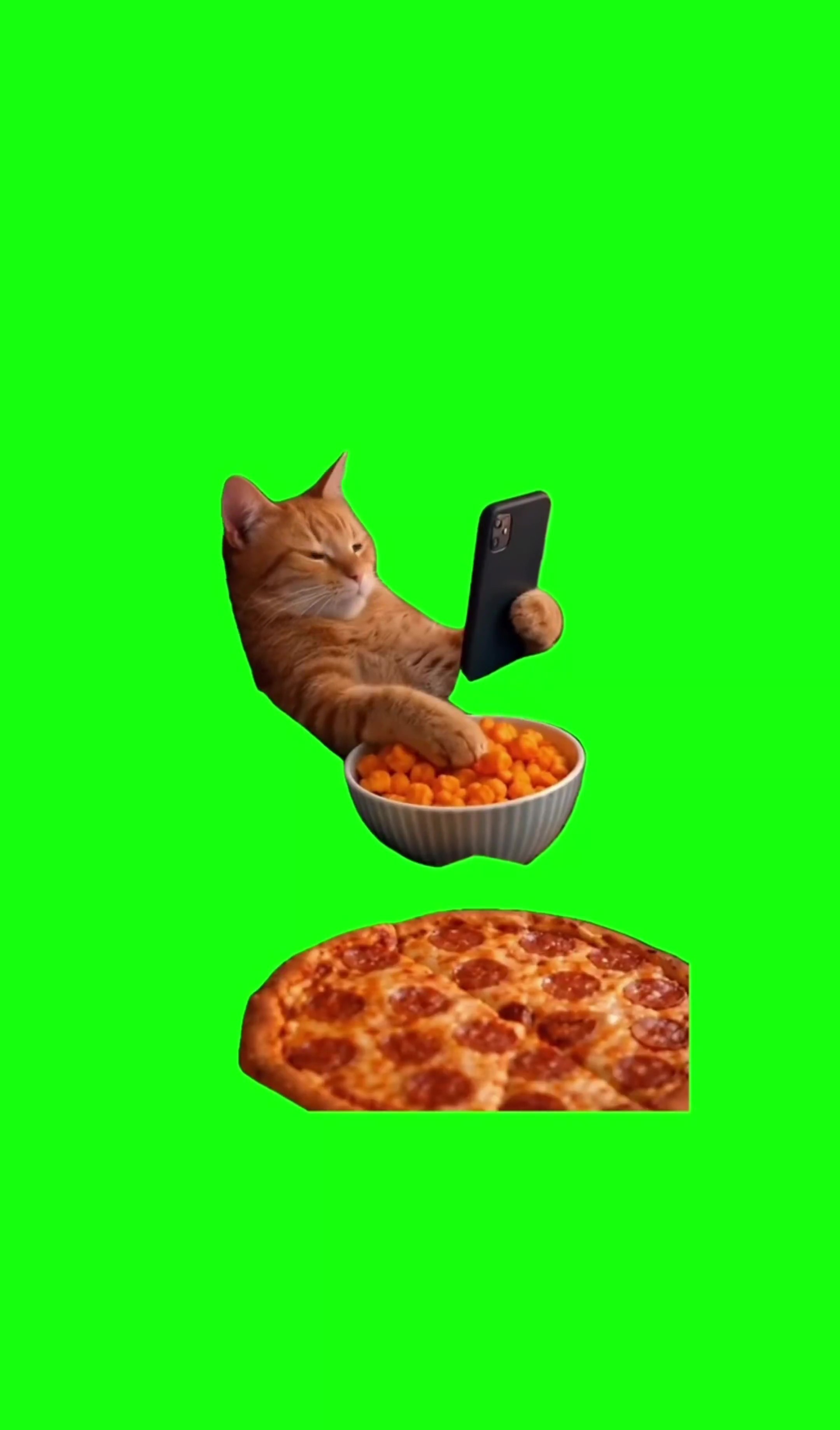 Cat eating pizza green screen