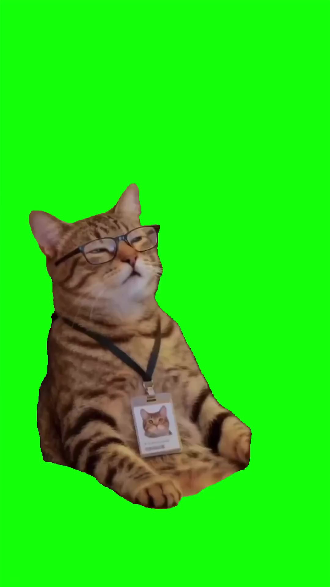 Cat falling asleep green screen